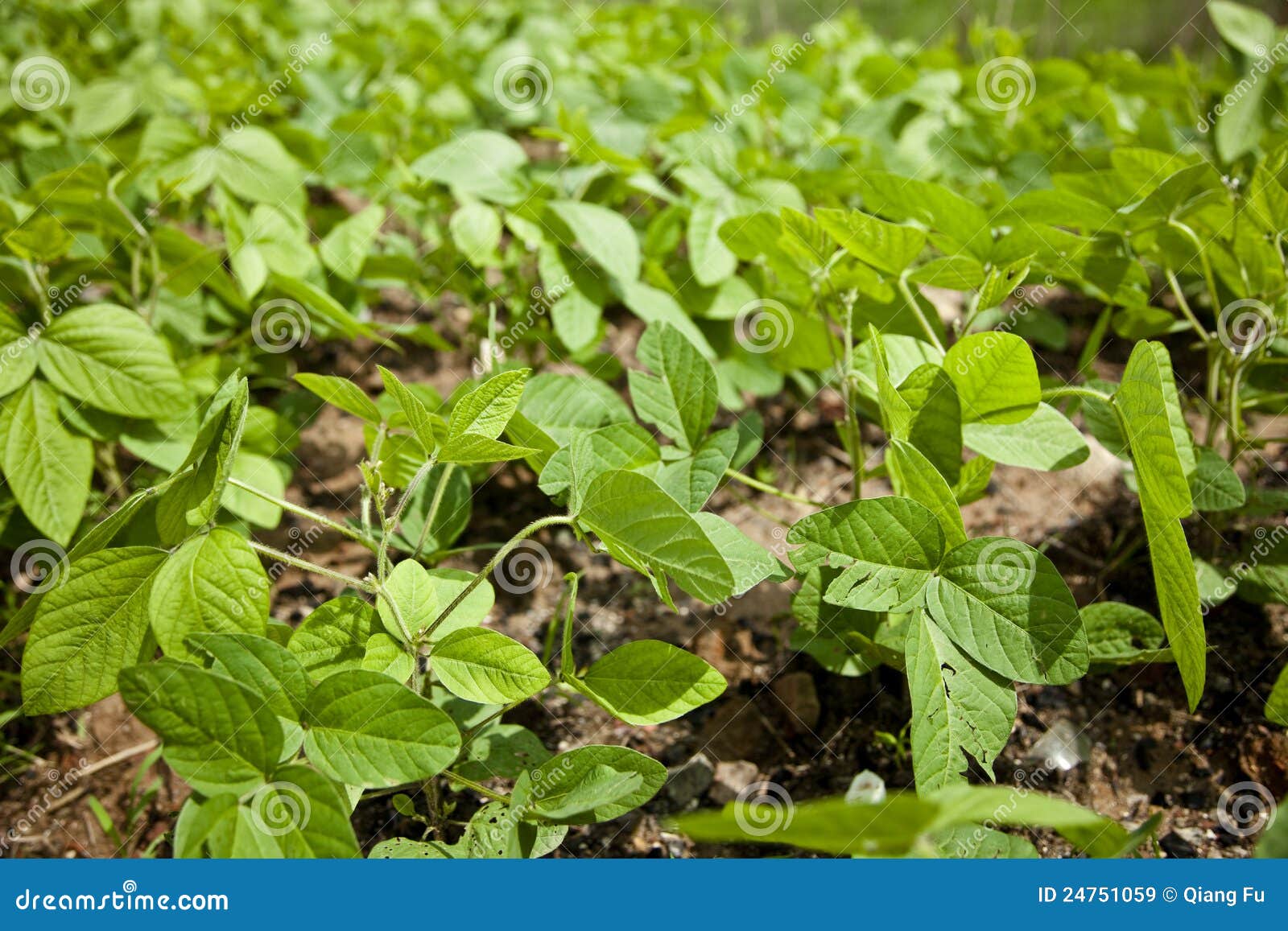 Green Soy bean growing stock image. Image of health, vegetarian 24751059
