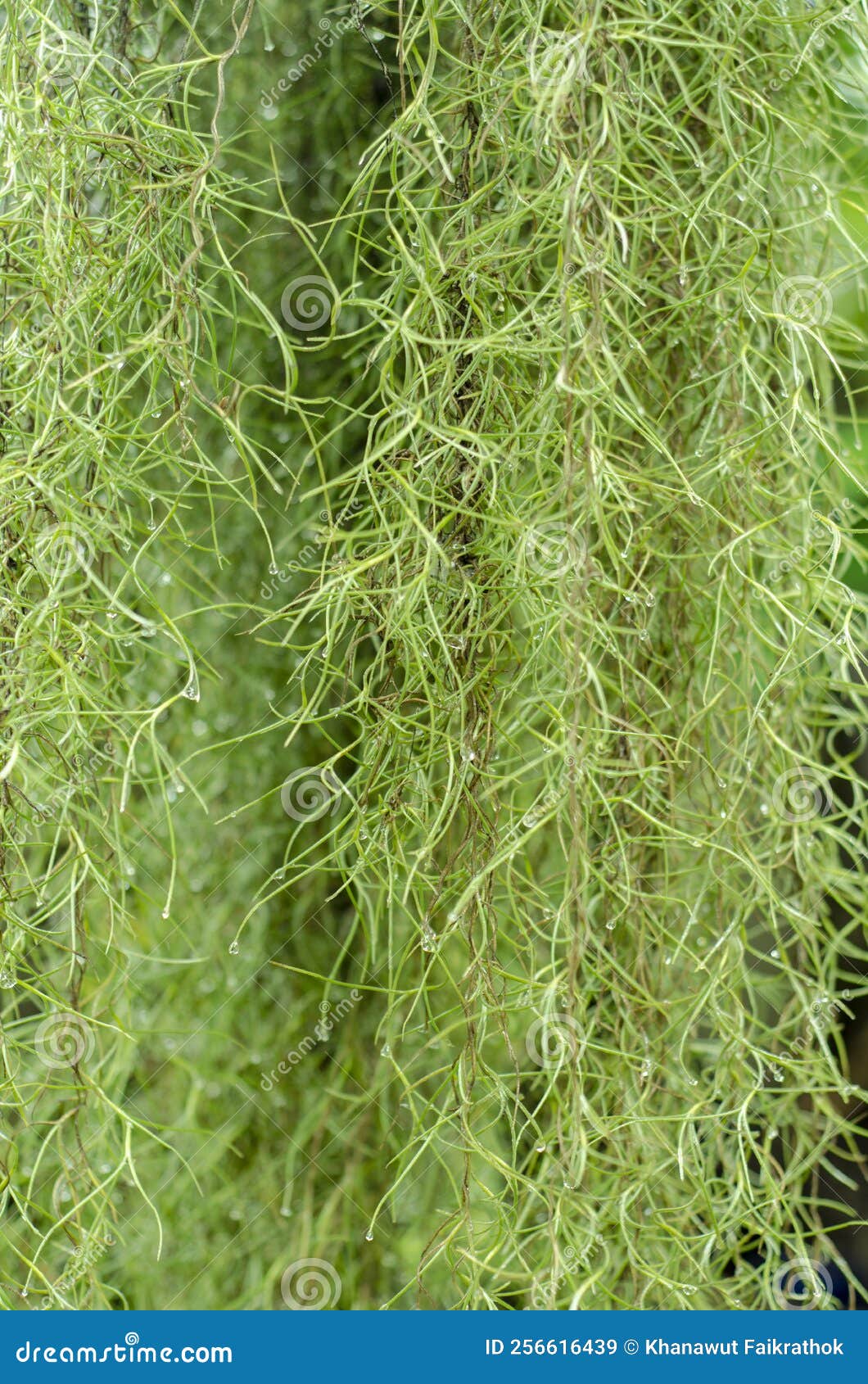Green Spanish Moss with Water Droplets Stock Image Image of curtain