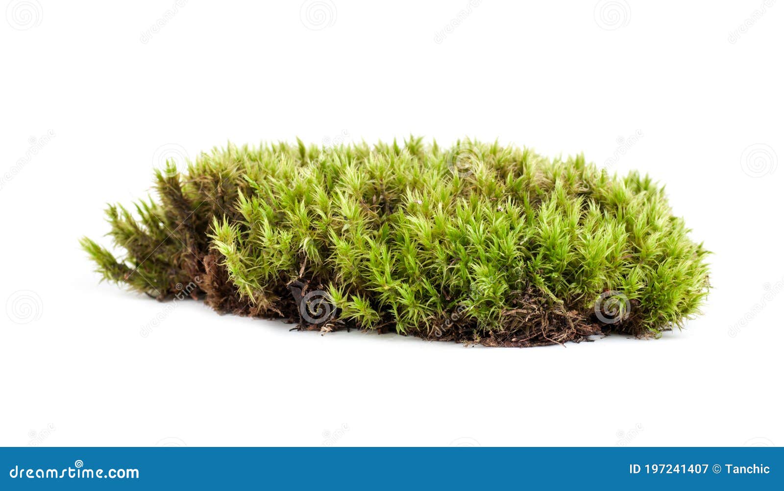 Fresh Sphagnum Moss (Sphagnum palustre) for Sale