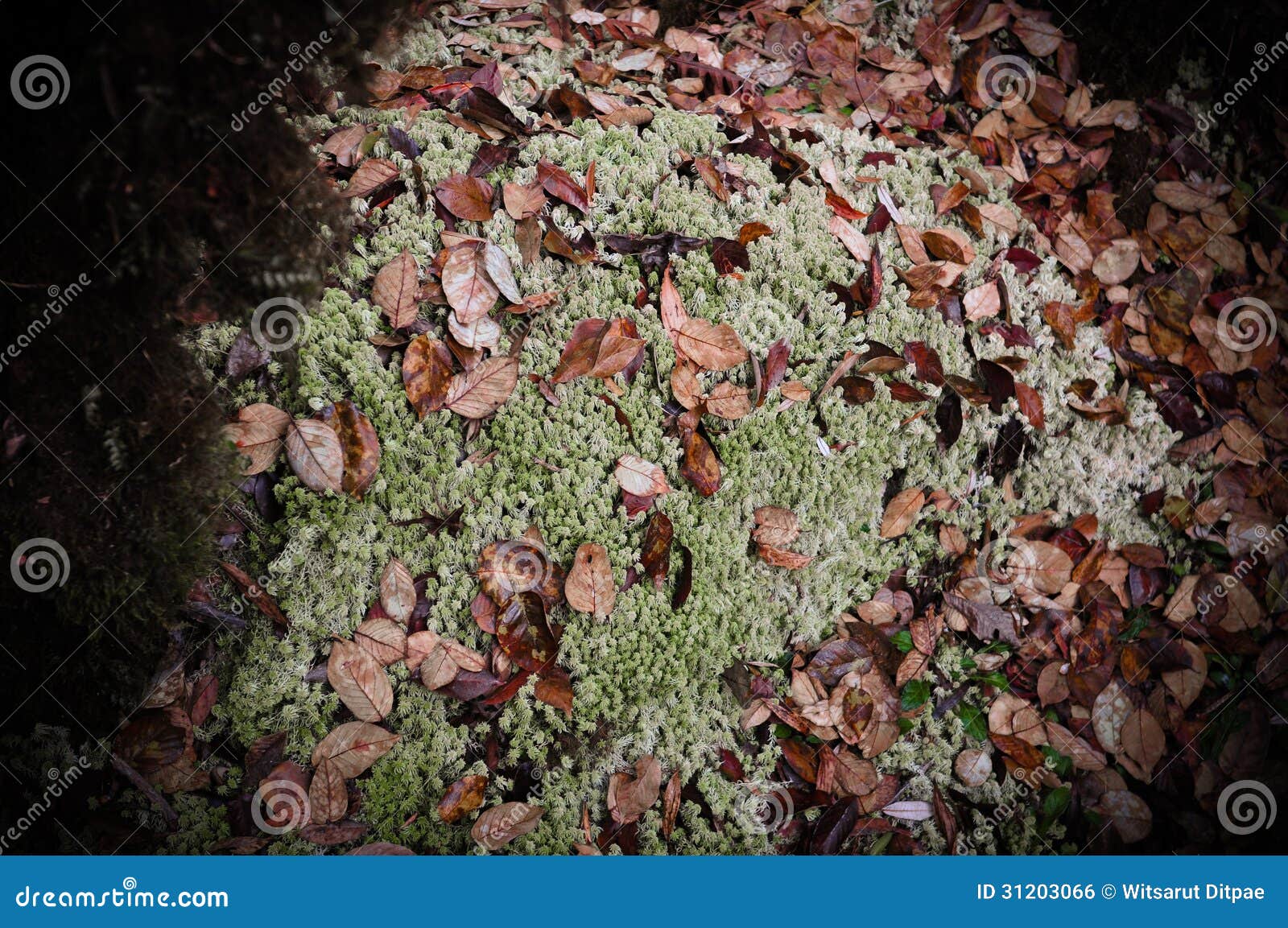 Sphagnum Moss - Red