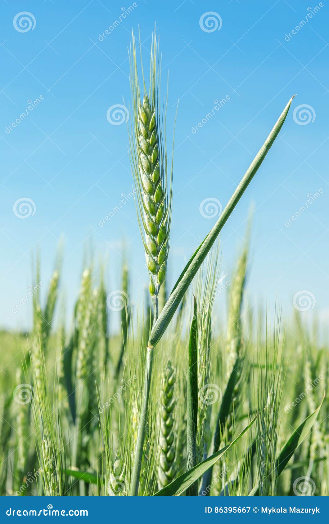 green spica of wheat