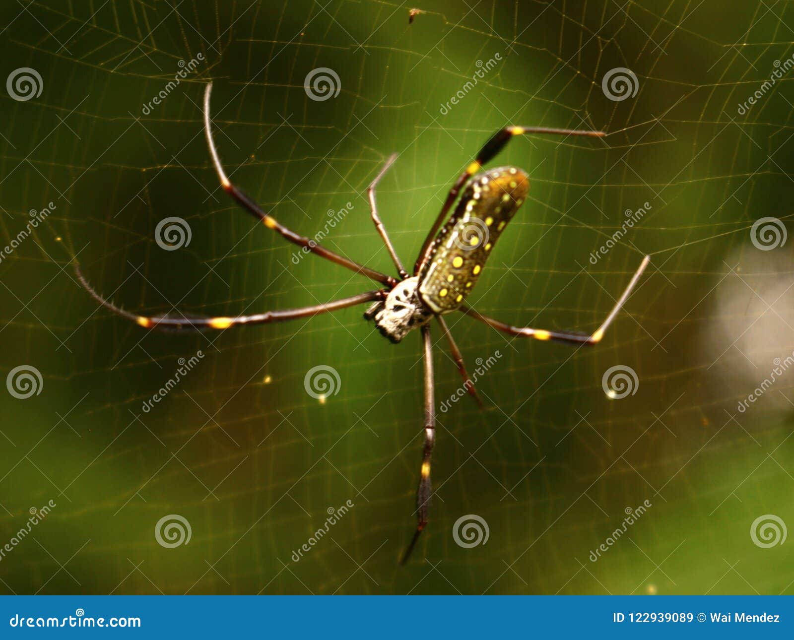 Green Spider Stock Image Image Of Poisonous Spider 122939089