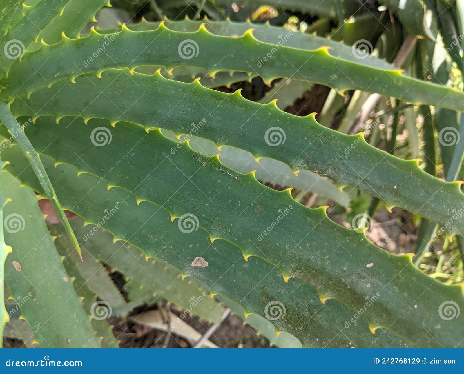 Green Spike Plant Aloe Vera Stock Image Image of thorns, leaf 242768129