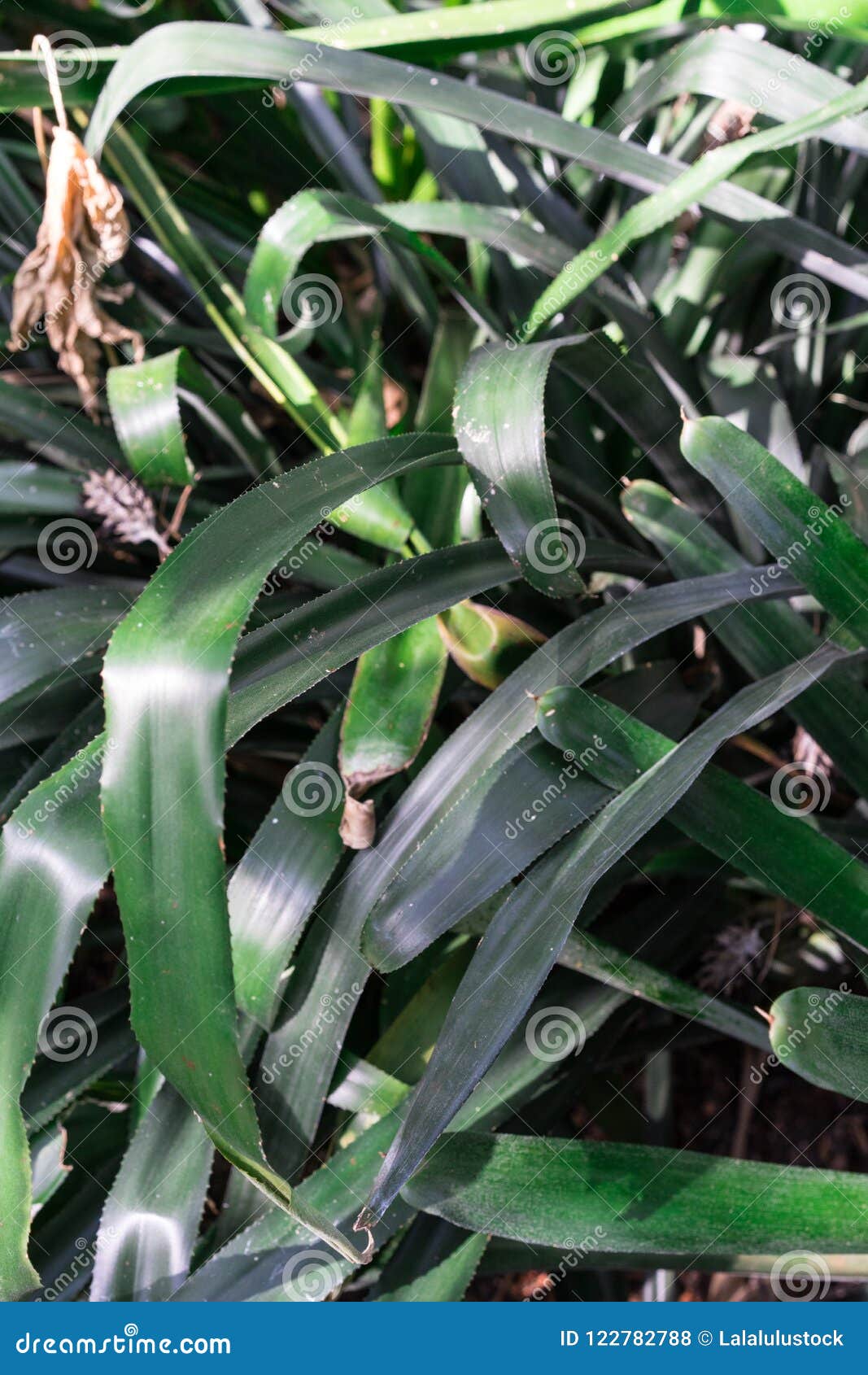 Green Spikey Leaves of Aechmea Miniata Bromeliaceae Stock Photo Image