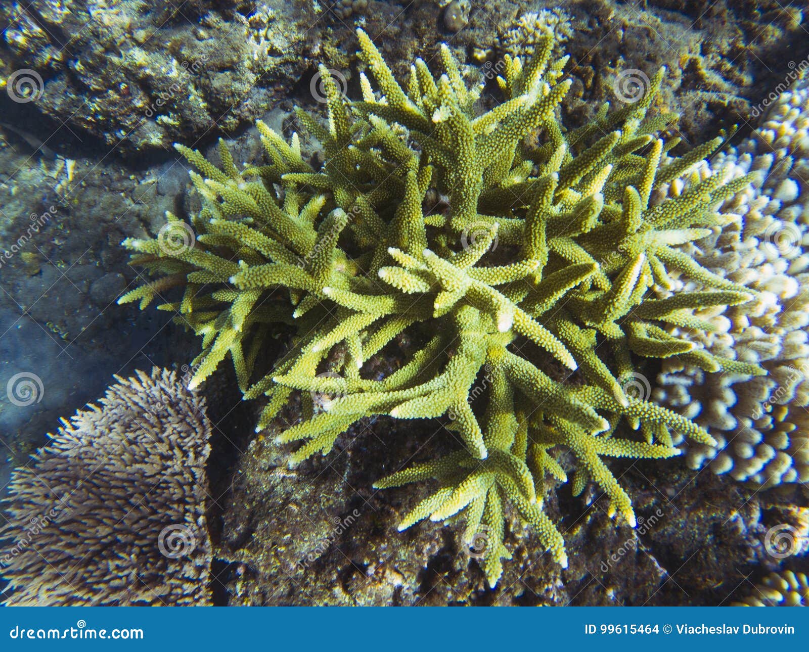 green-spiky-coral-sea-bottom-tropical-seashore-inhabitants-underwater-photo-reef-animal-warm-nature-colorful-fish-corals-99615464.jpg