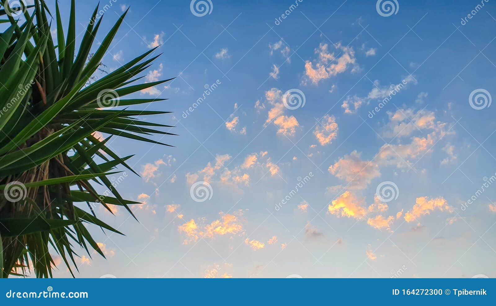 Green Spiky Palm Tree Leaves with Nice Sunset Sky Stock Photo Image