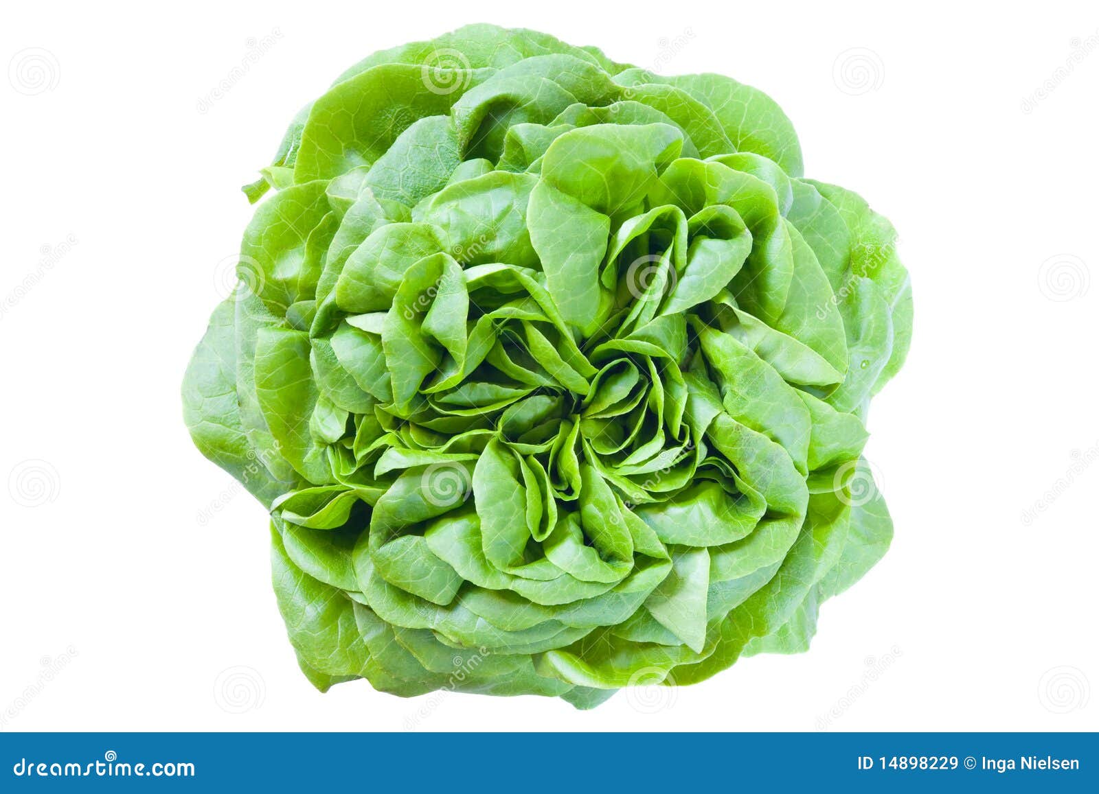 Green spinach stock image. Image of leaf, green, lettuce 14898229