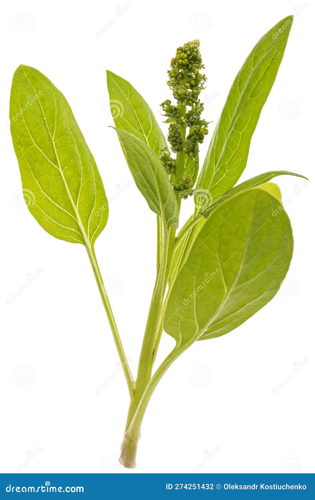 Green Spinach Leaves, Isolated on White Background Stock Photo Image