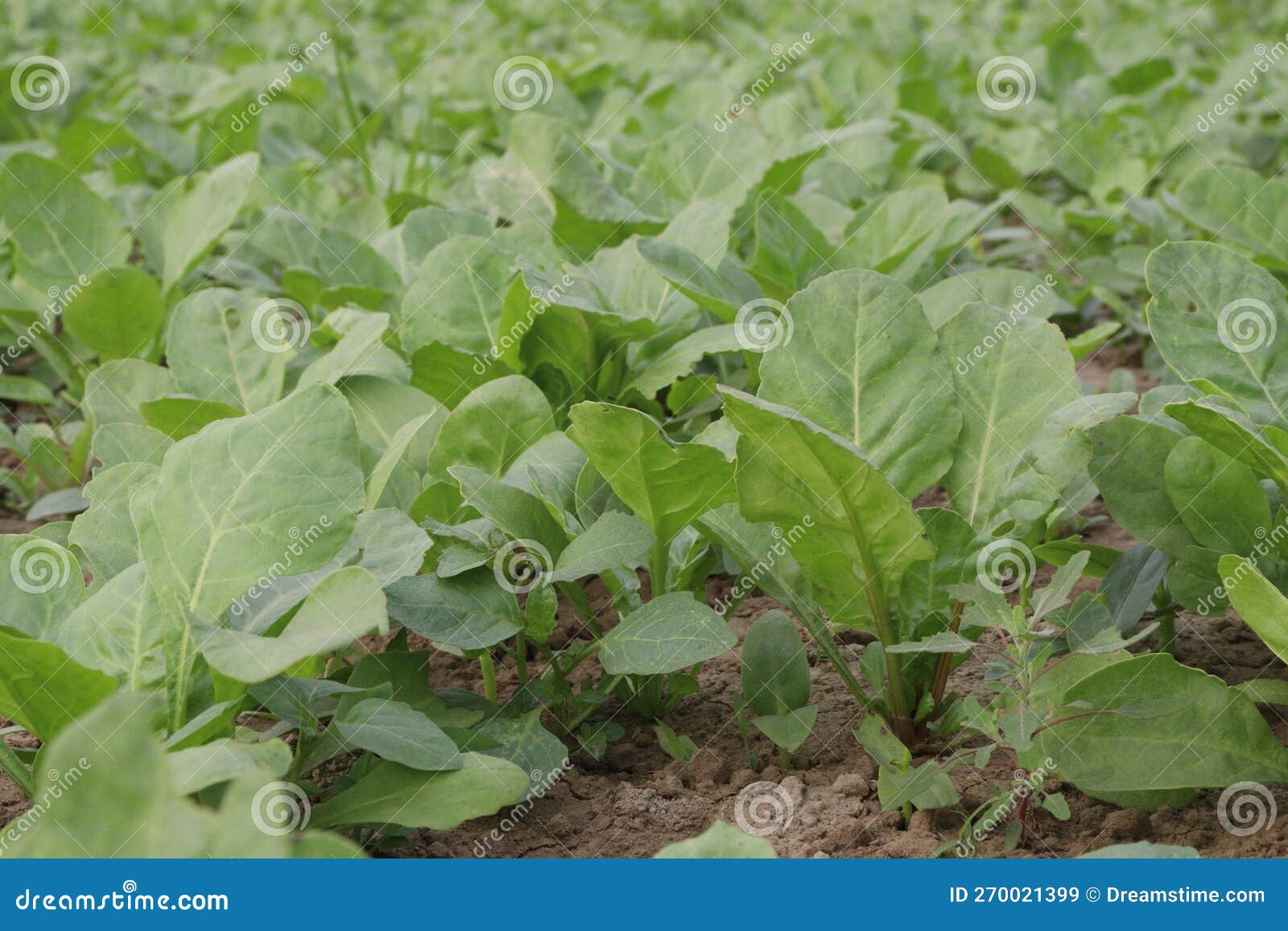 A Green Spinach Palak Plant in the Field Stock Image - Image of