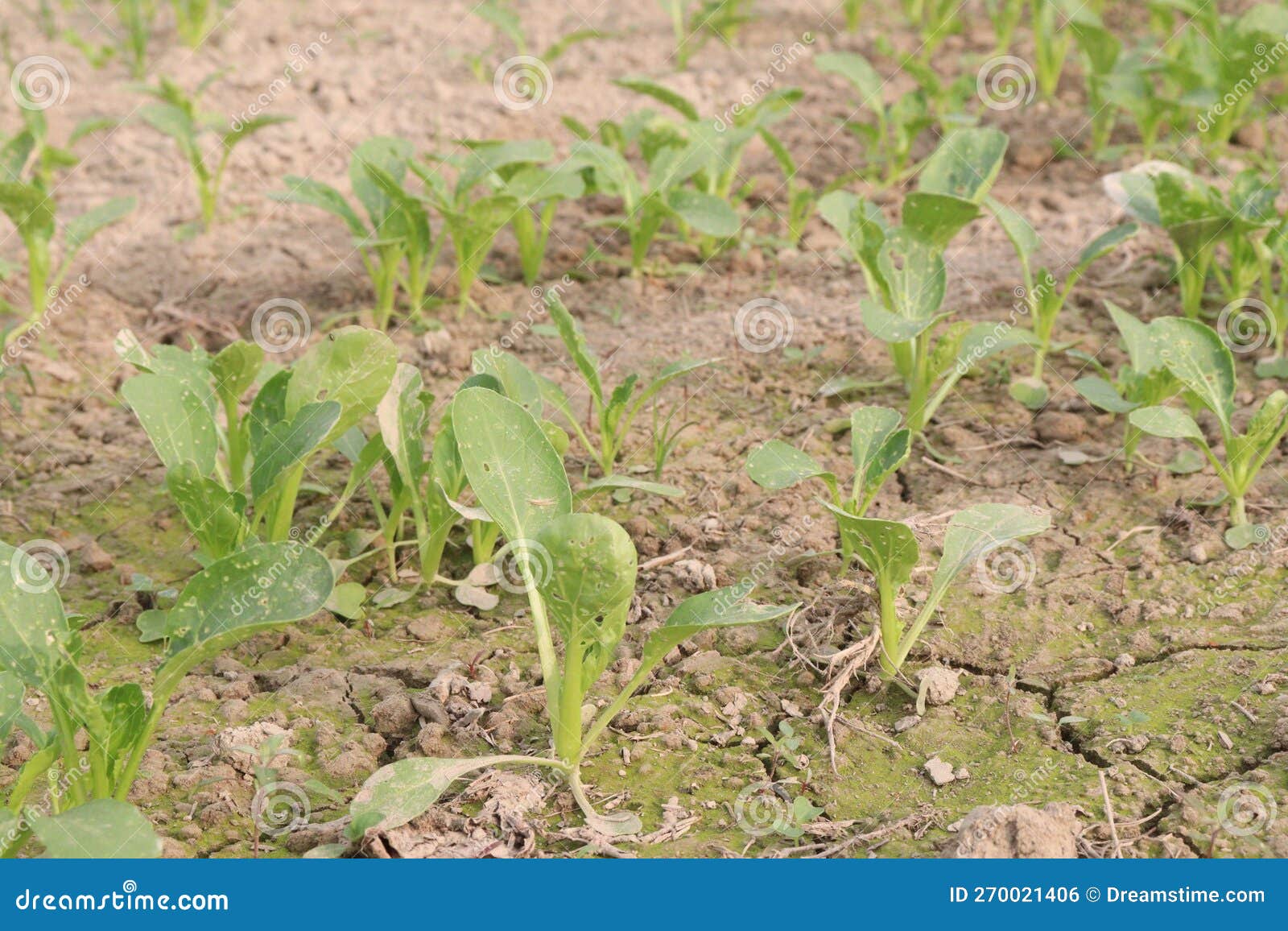 A Green Spinach Palak Plant in the Field Stock Photo - Image of herbal