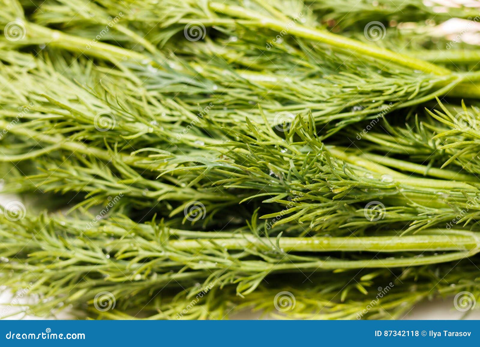 Green Sprigs of Fresh Dill stock photo. Image of leaf 87342118