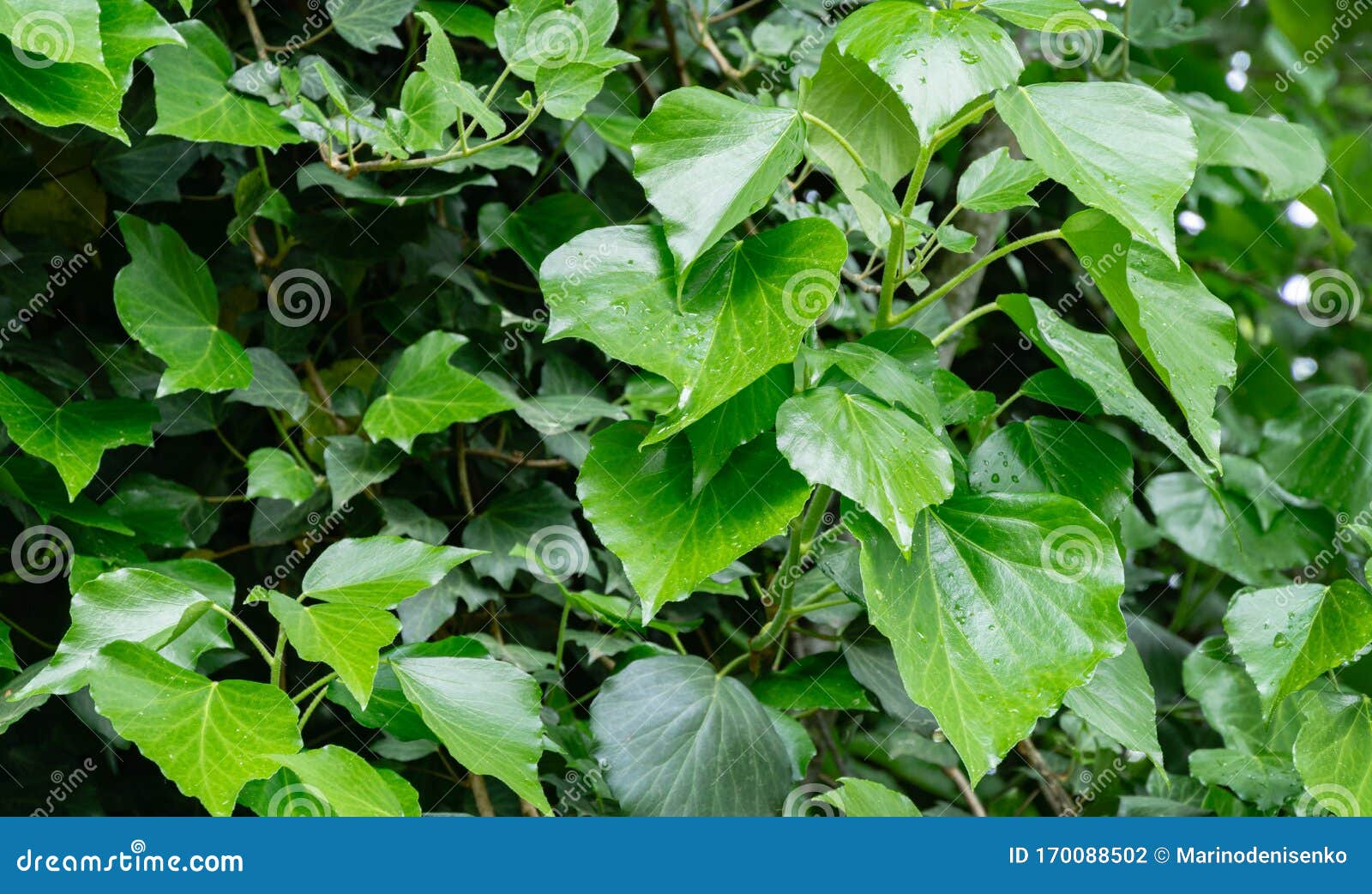 Green Spring English Ivy Hedera Helix European Ivy With Bright Young Leaves Great Covering And Climbing Plant Stock Photo Image Of Detail Flora 170088502