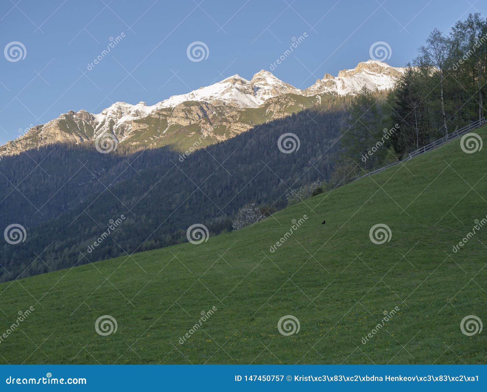 Green Spring Meadow With Blooming Trees Forest And Snow Covered