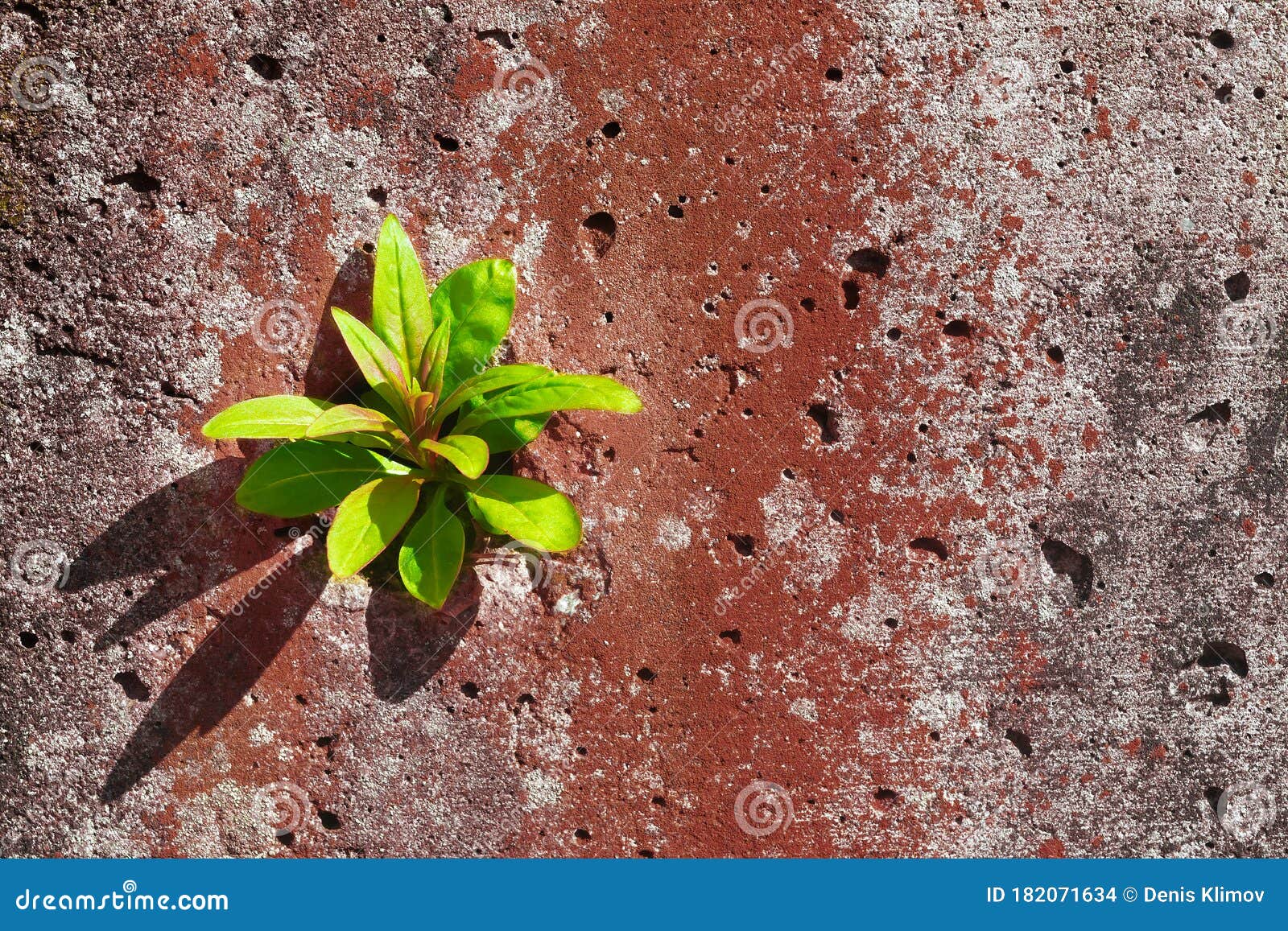 a green sprout breaks out of the concrete.the concept of purposefulness and perseverance in business 