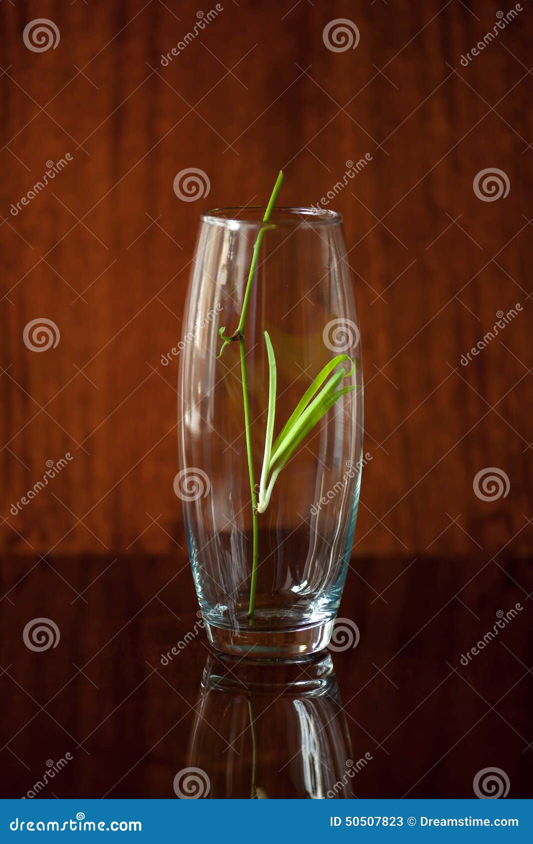 Green Sprout in a Glass Vase Stock Image - Image of patch, vase: 50507823