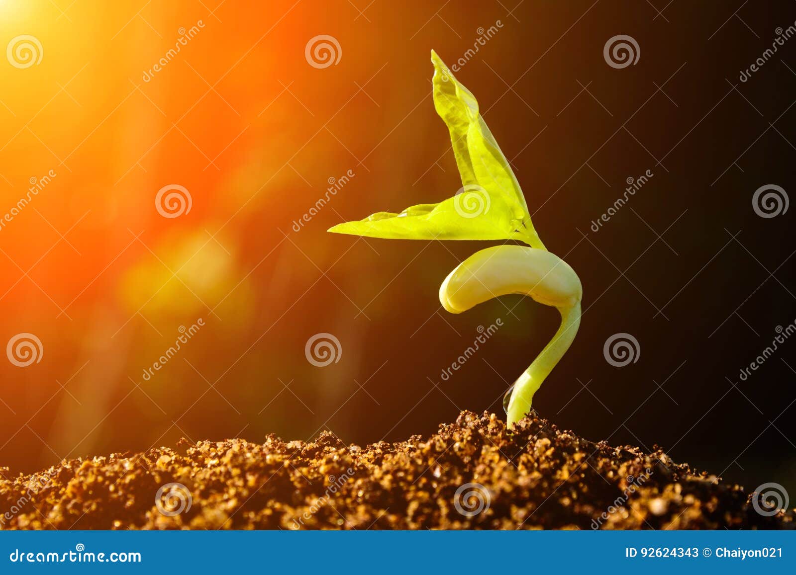 green sprout growing from seed