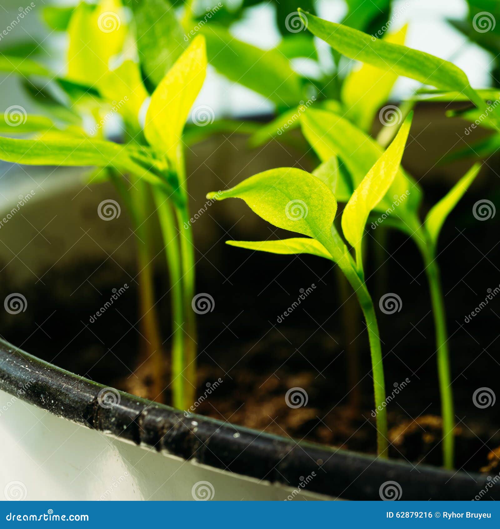 Green Sprout Growing from Seed Stock Photo Image of ground, growing 62879216