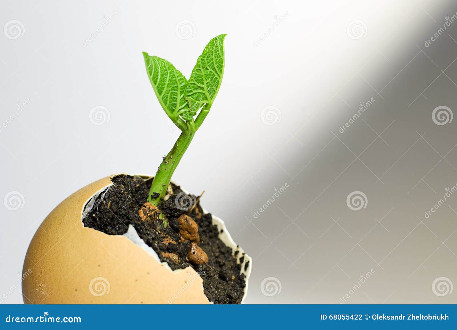 Green Sprout Plants Grown from an Egg Stock Photo Image of grow