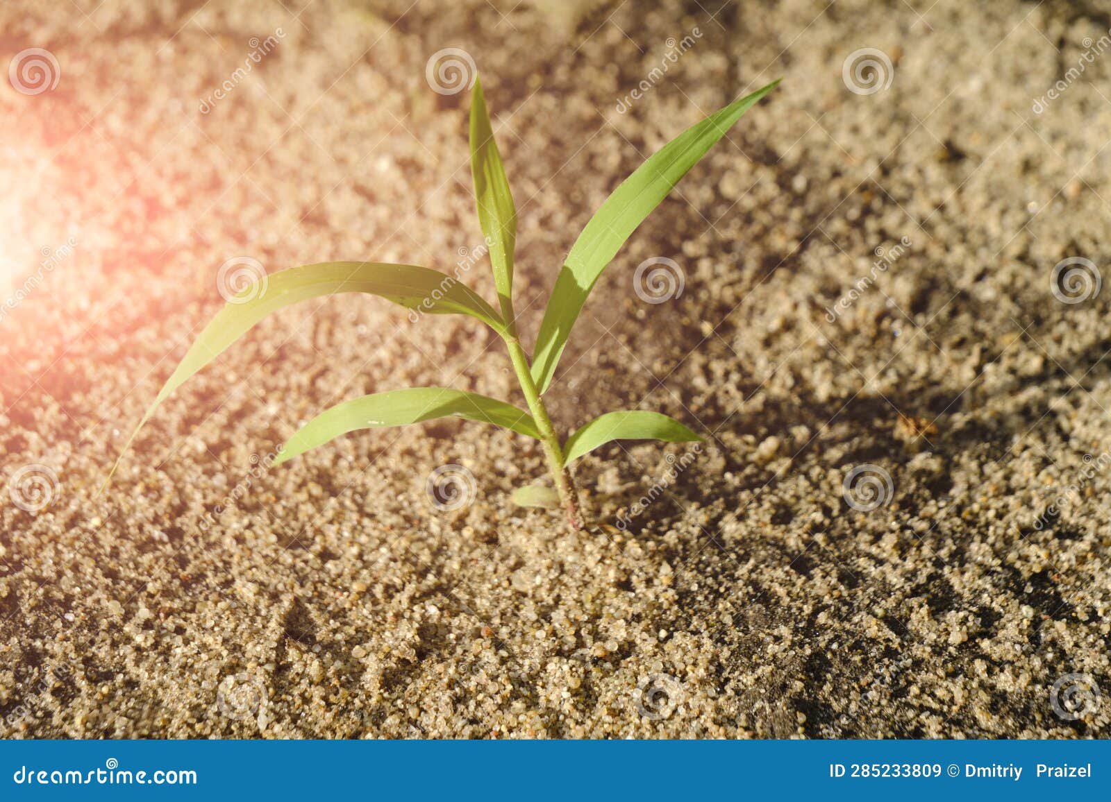 Green Sprout Sprouted through Dry Land. Stock Image Image of land, growth 285233809