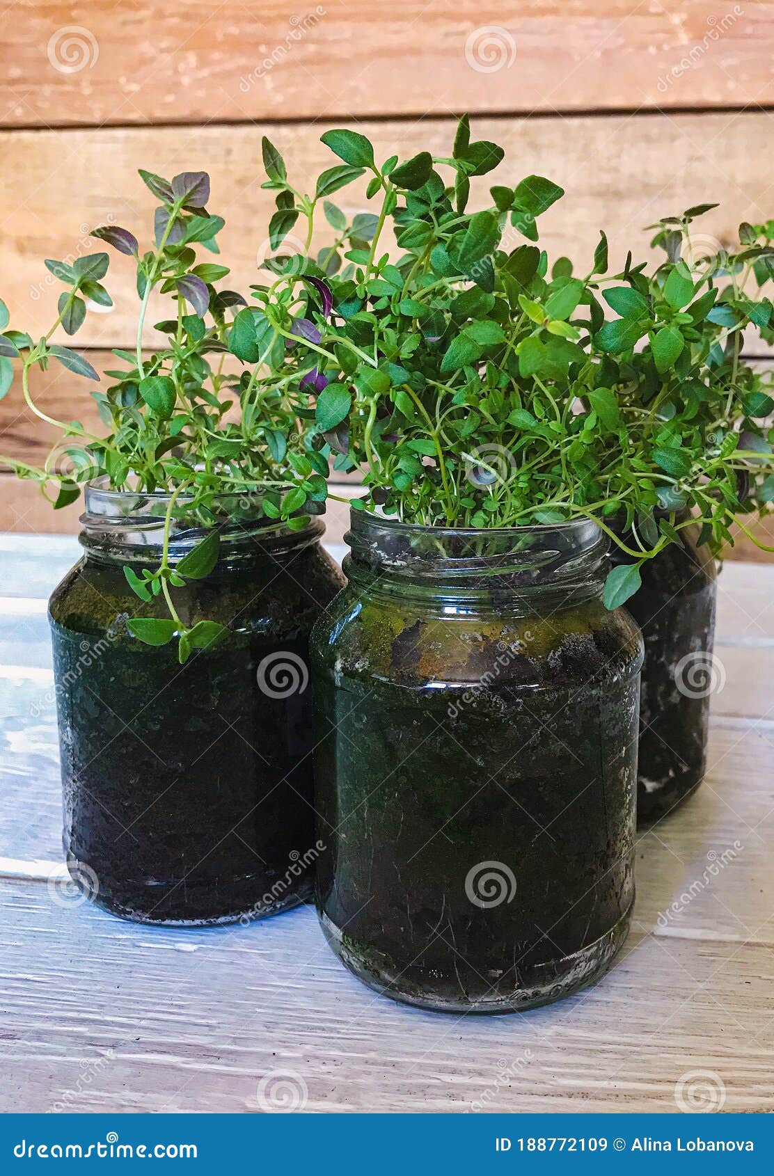Sprouts of Thyme Seedlings at Home in Glass Jars Stock Image Image of