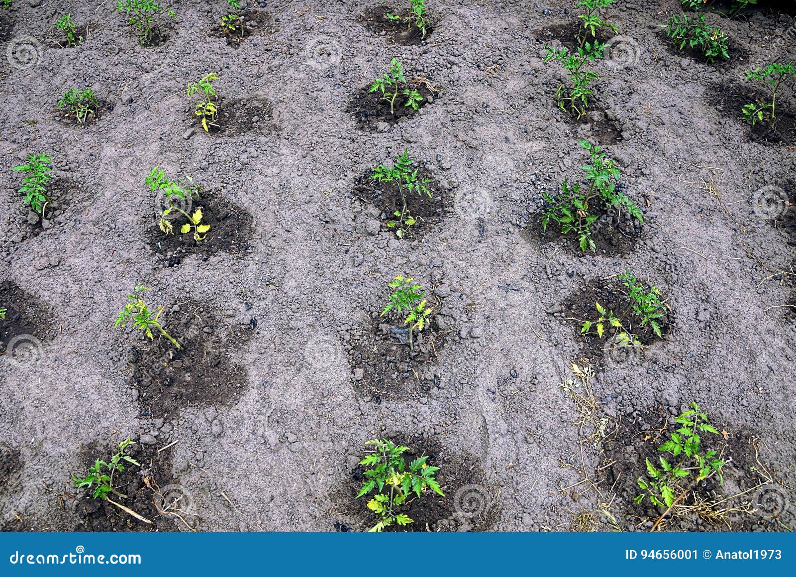 Green Sprouts of Tomatoes in the Garden Stock Image Image of salad