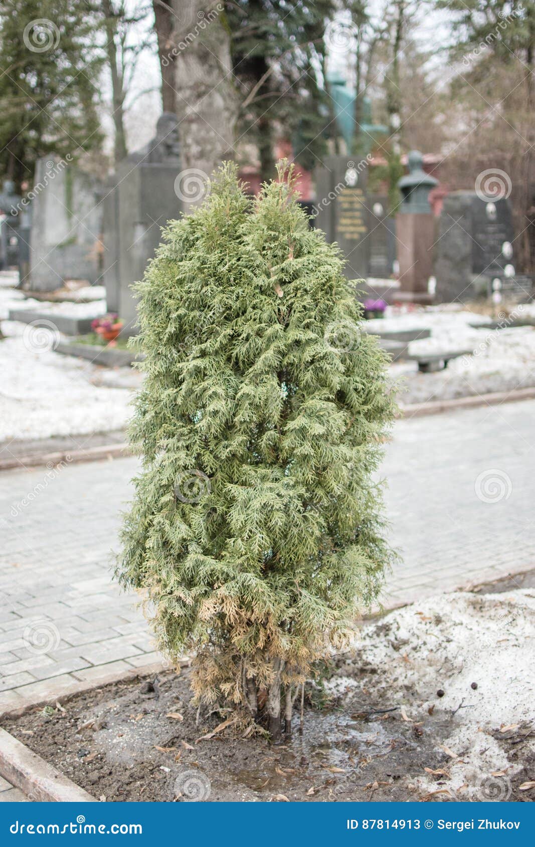 Green spruce tree stock image. Image of blue, abies, enviroment 87814913