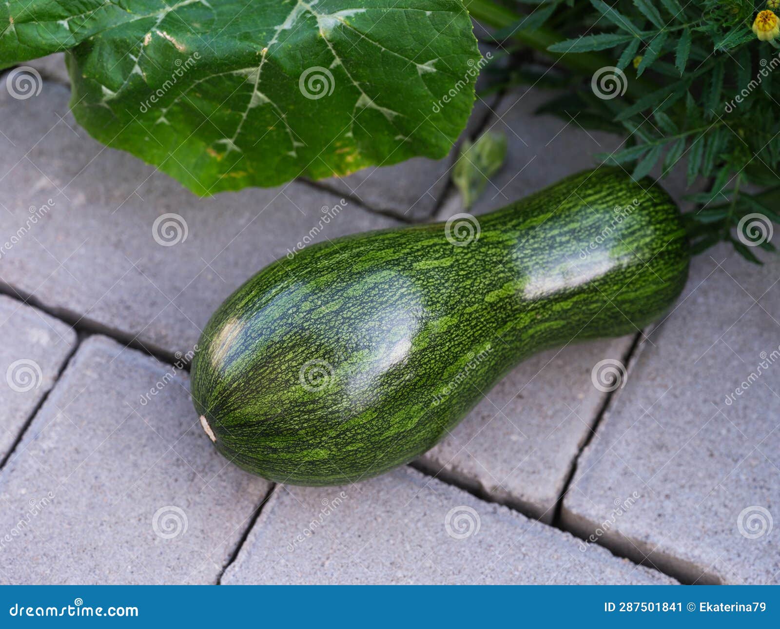 Green Squash Growing Lying on Tiles Stock Image Image of gray, stone