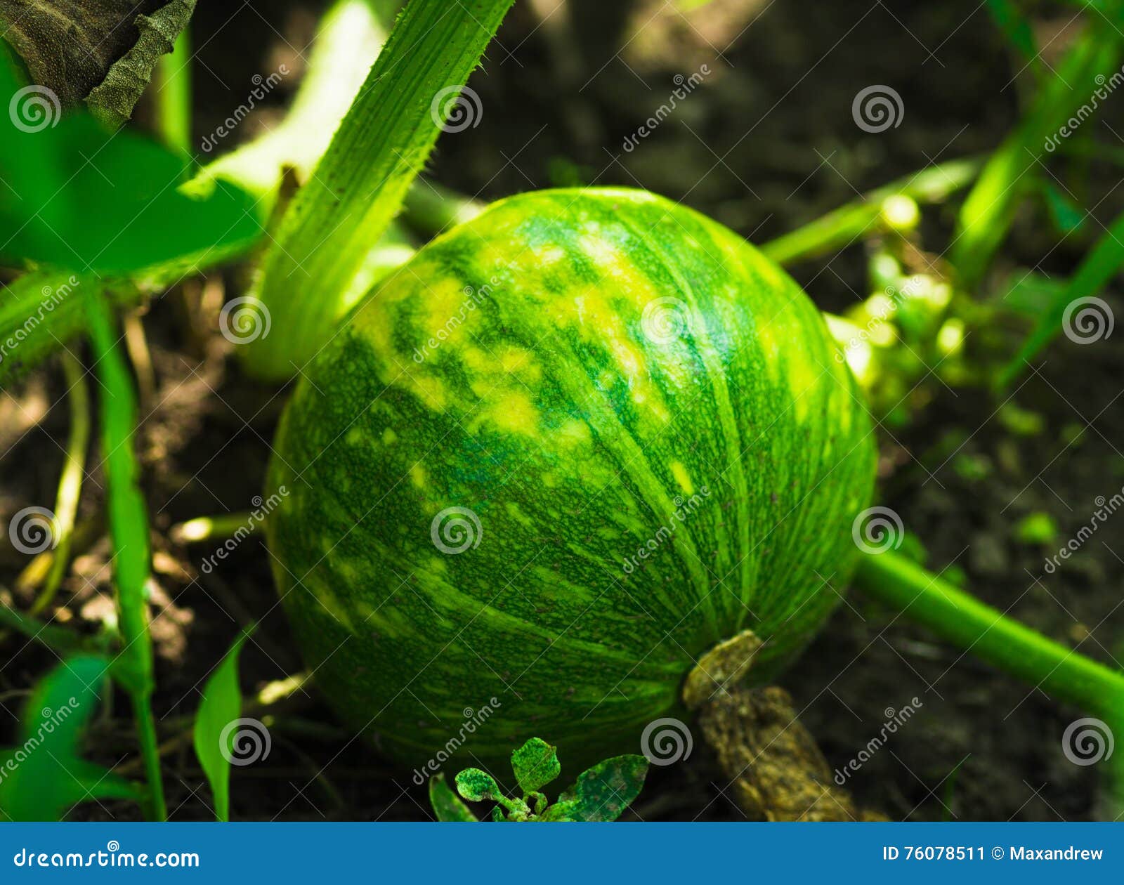 Green Squash Ripening on Vine Stock Image Image of autumn, garden