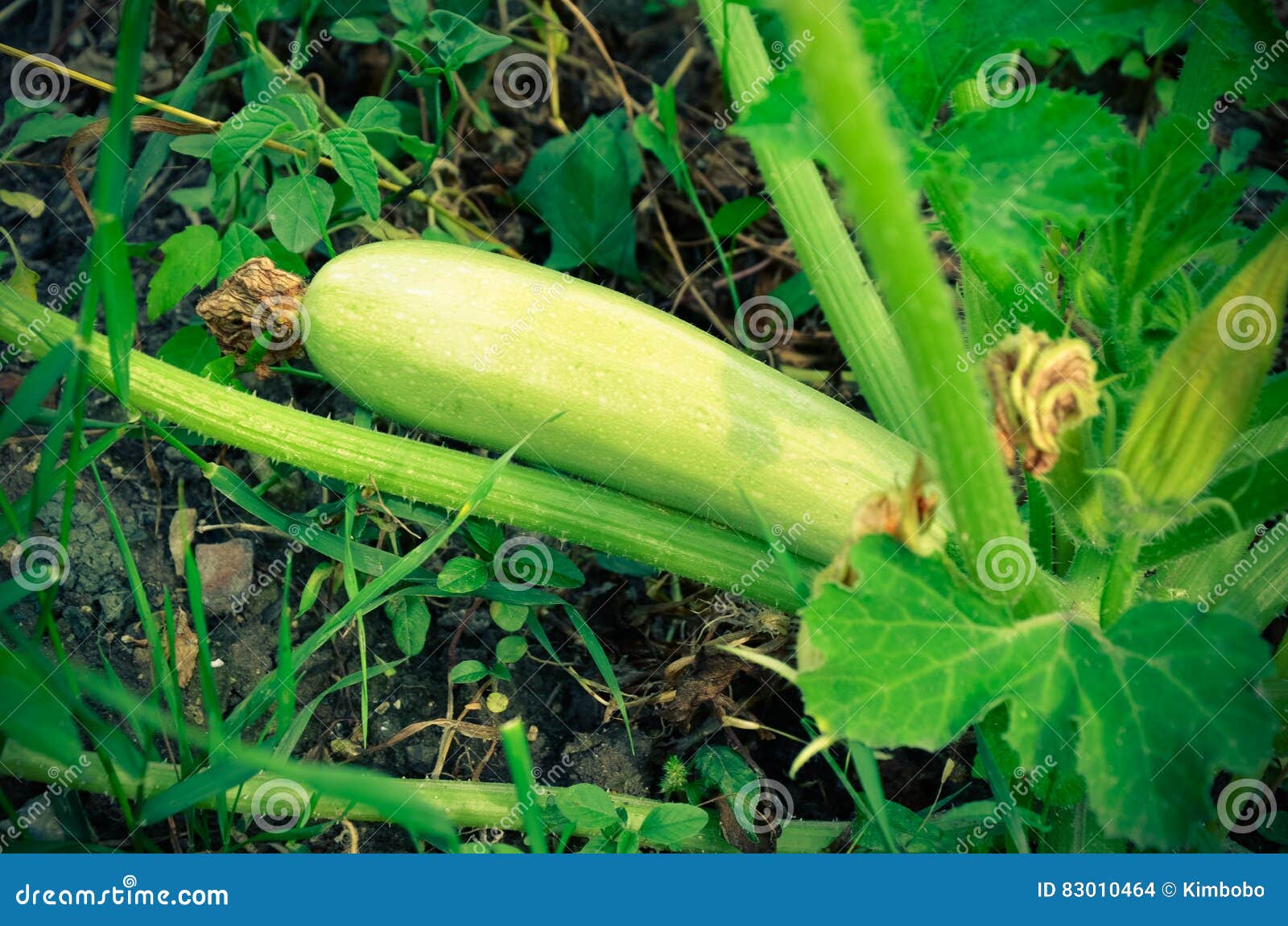 Green Squash Ripening on Vine Stock Photo Image of cultivation
