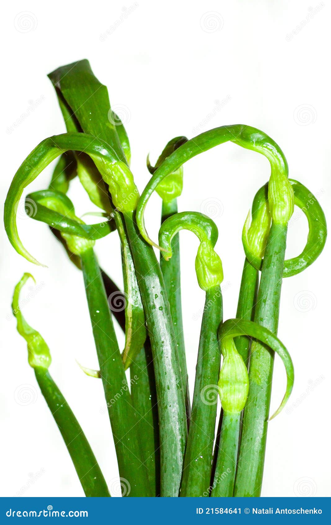 Green stalks of onions stock image. Image of objects 21584641