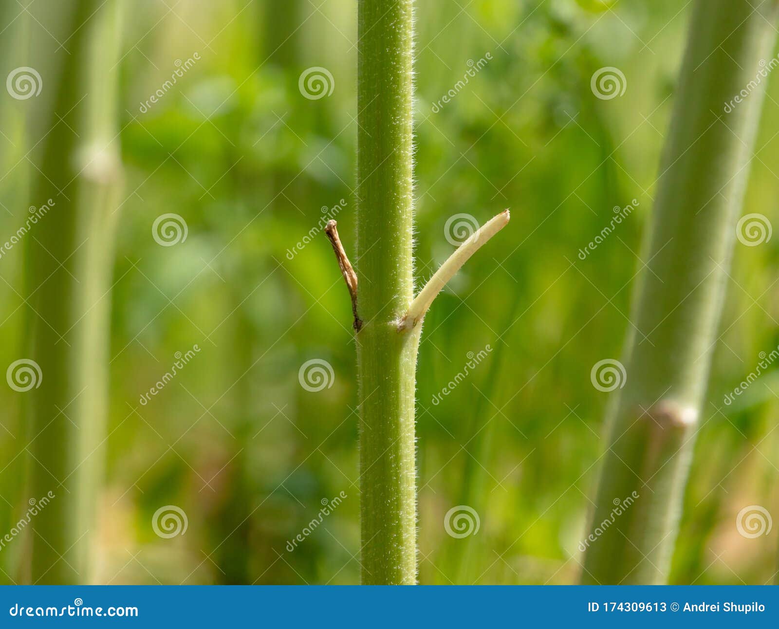 Green Stem of a Herbaceous Plant Stock Image Image of fresh, meadow