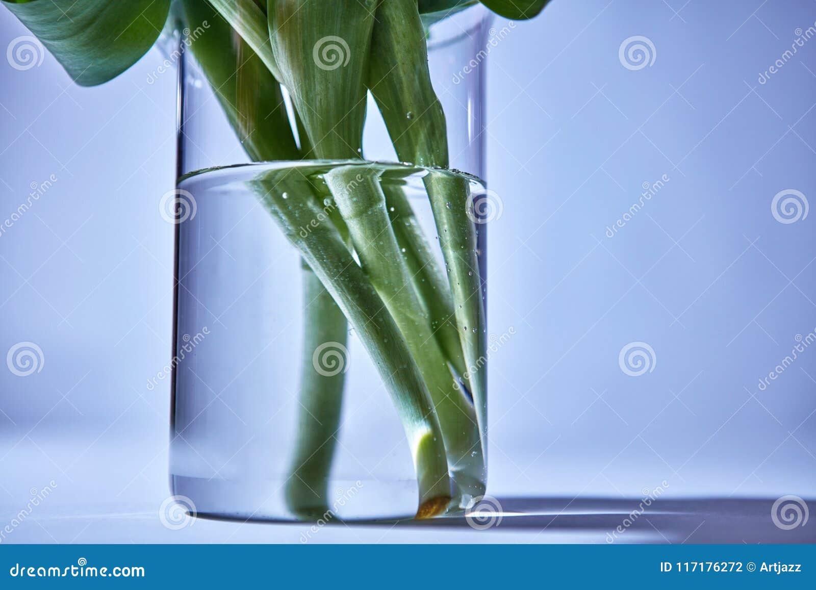 Green Stems of Flowers in a Vase with Water Stock Photo - Image of ...