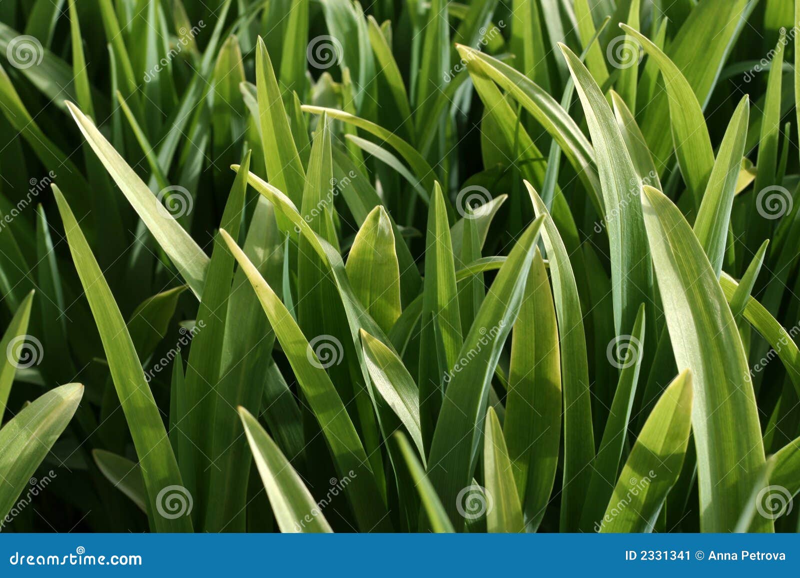 Green stems II stock image. Image of lawn, countryside 2331341