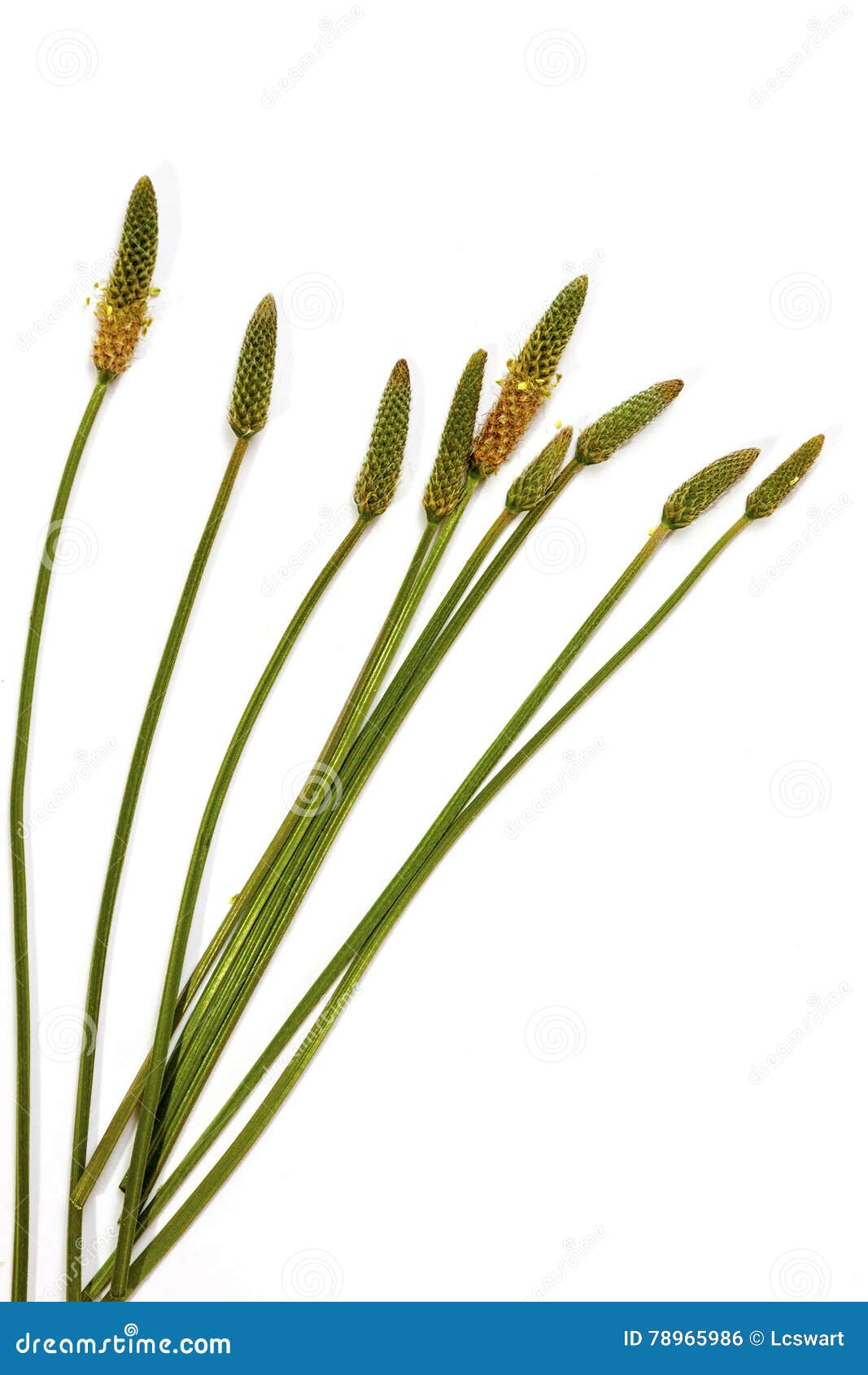 Green Stems Leaves and Mature Seed Pods of Wild Grass Stock Photo - Image  of green, light: 78965986