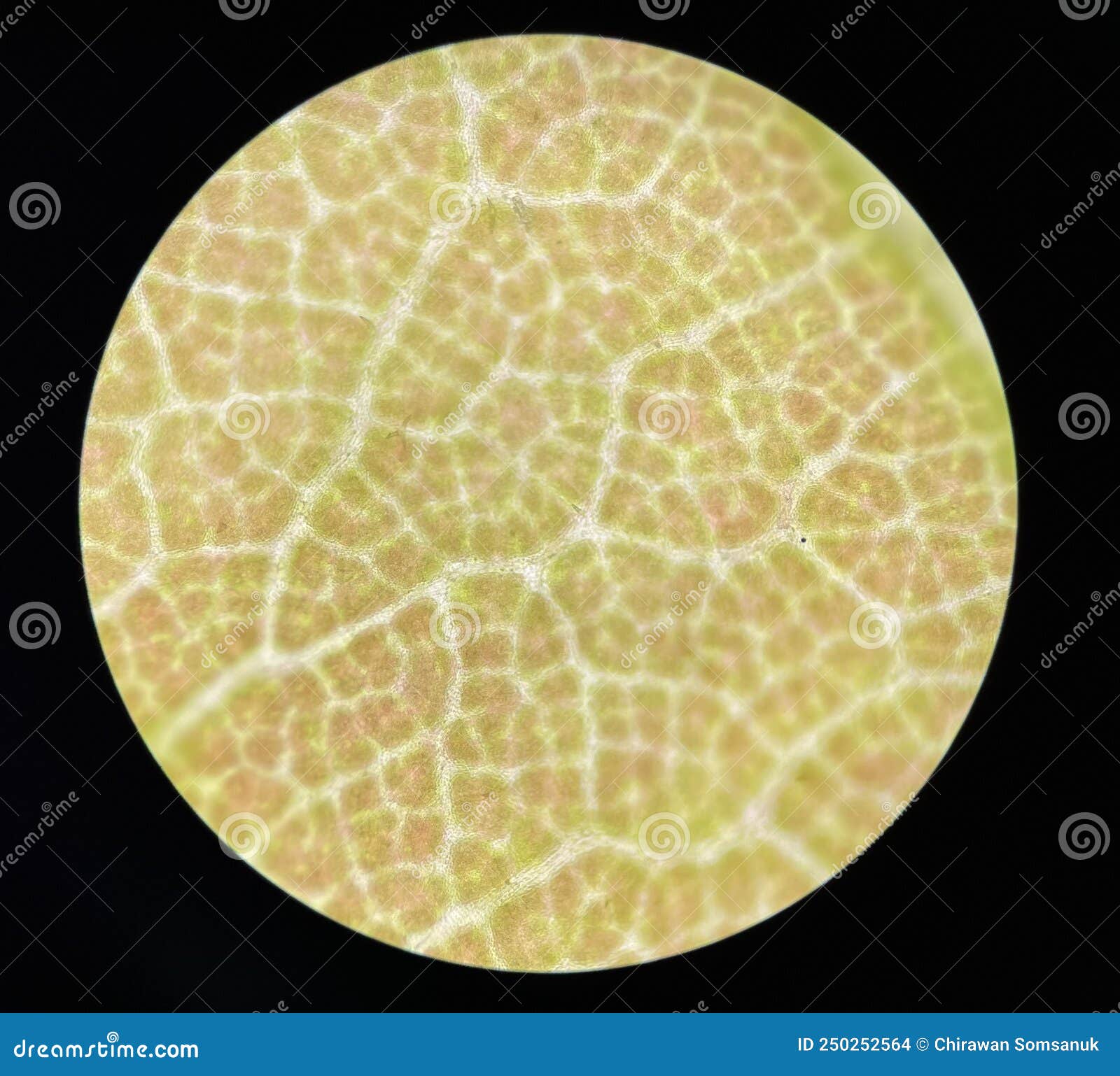 Green stoma plants cell stock photo. Image of observation 250252564