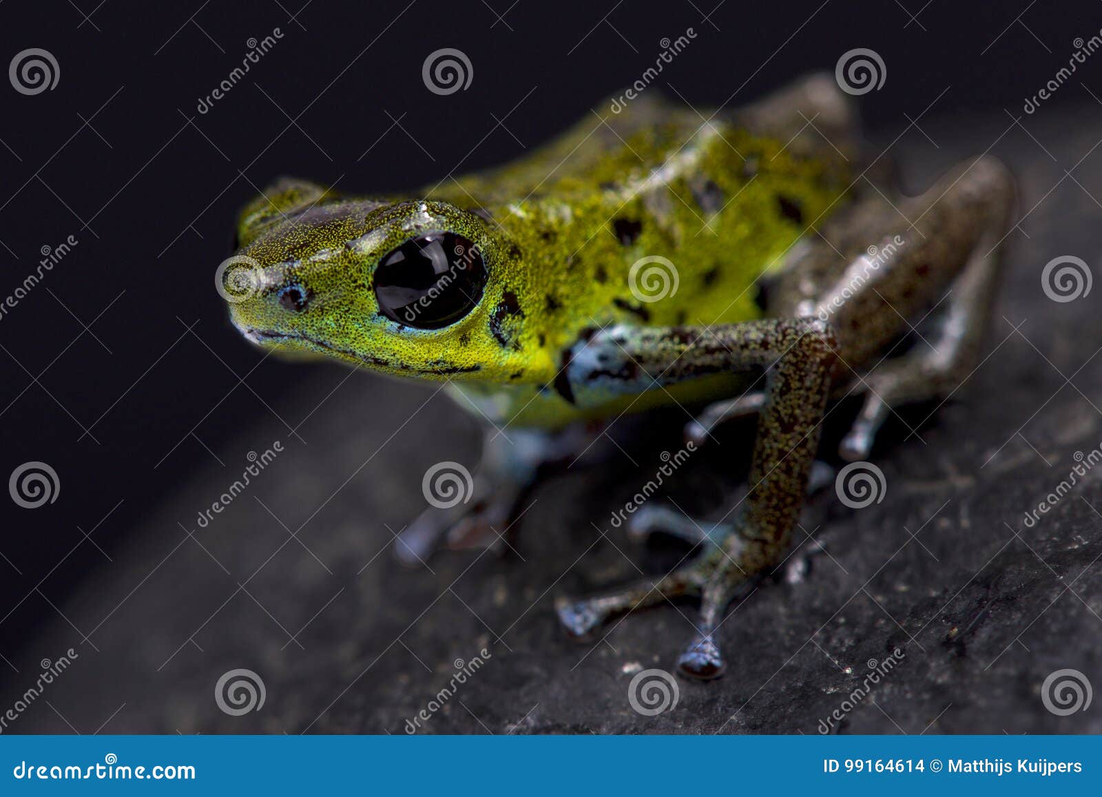 green strawberry dart frog, oophaga pumilio