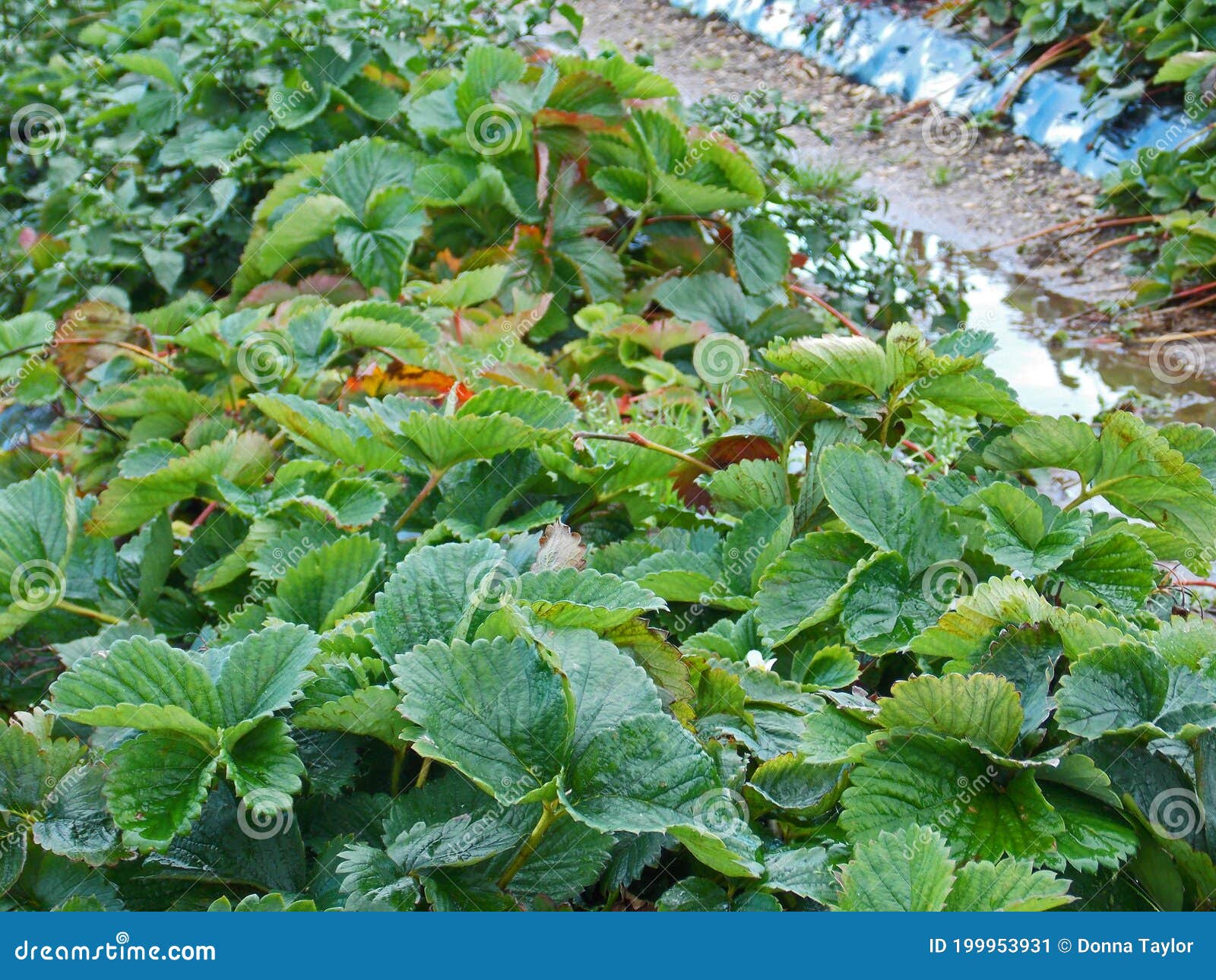 Green Strawberry Leaves in a Strawberry Field in Late Autumn Stock ...