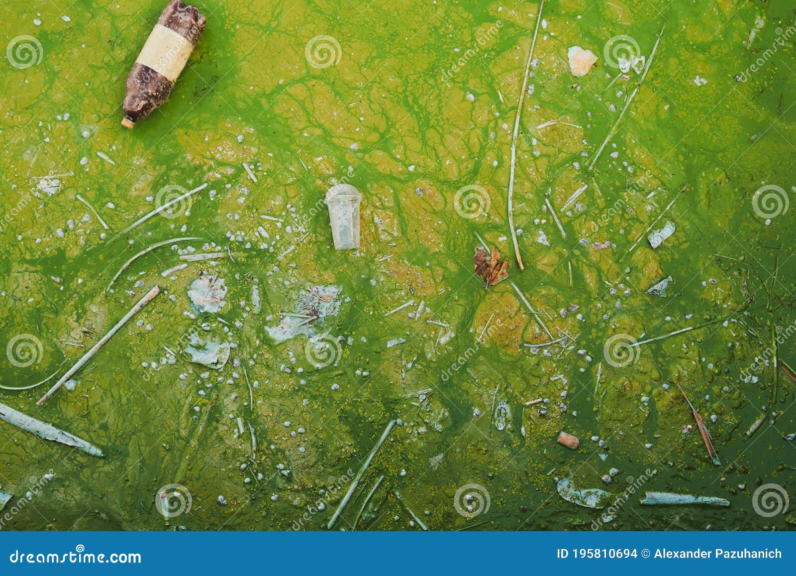 Green String Algae and Plastic Rubbish in the Pond. Stock Photo Image