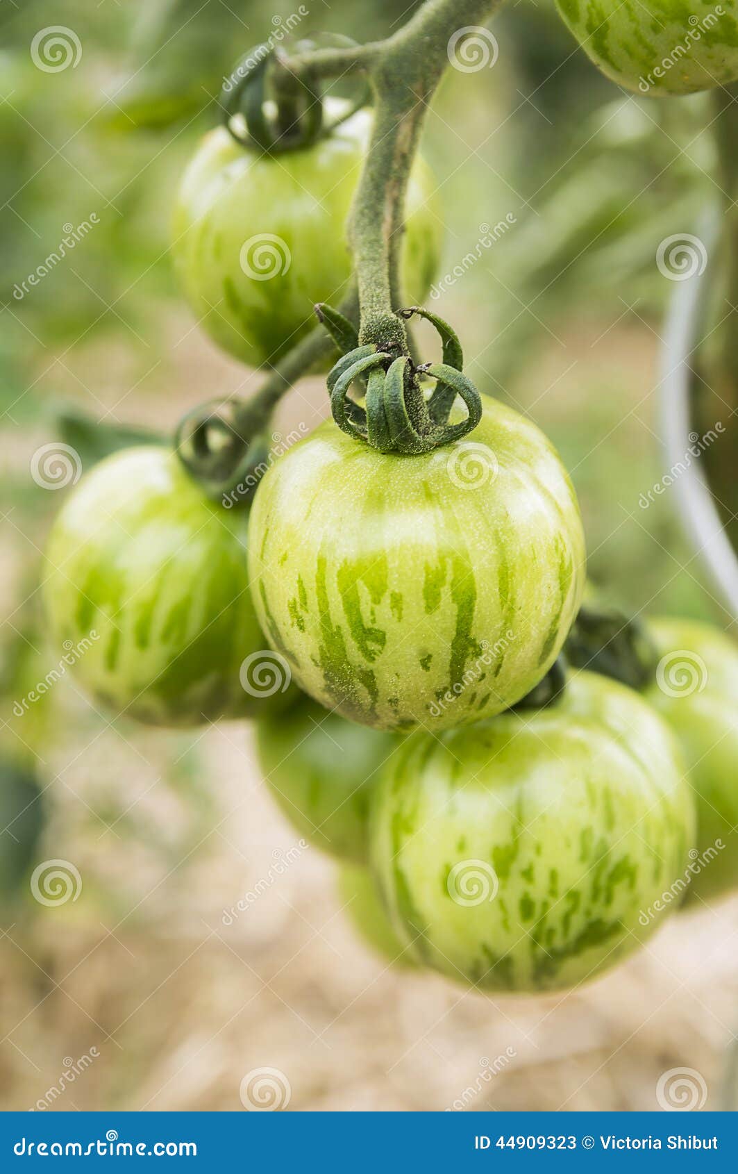 Green Striped Tomatoes on Branch Stock Image Image of fruit, agriculture 44909323
