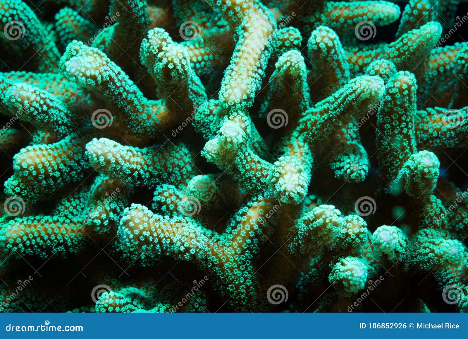 green stylophora branching hard coral