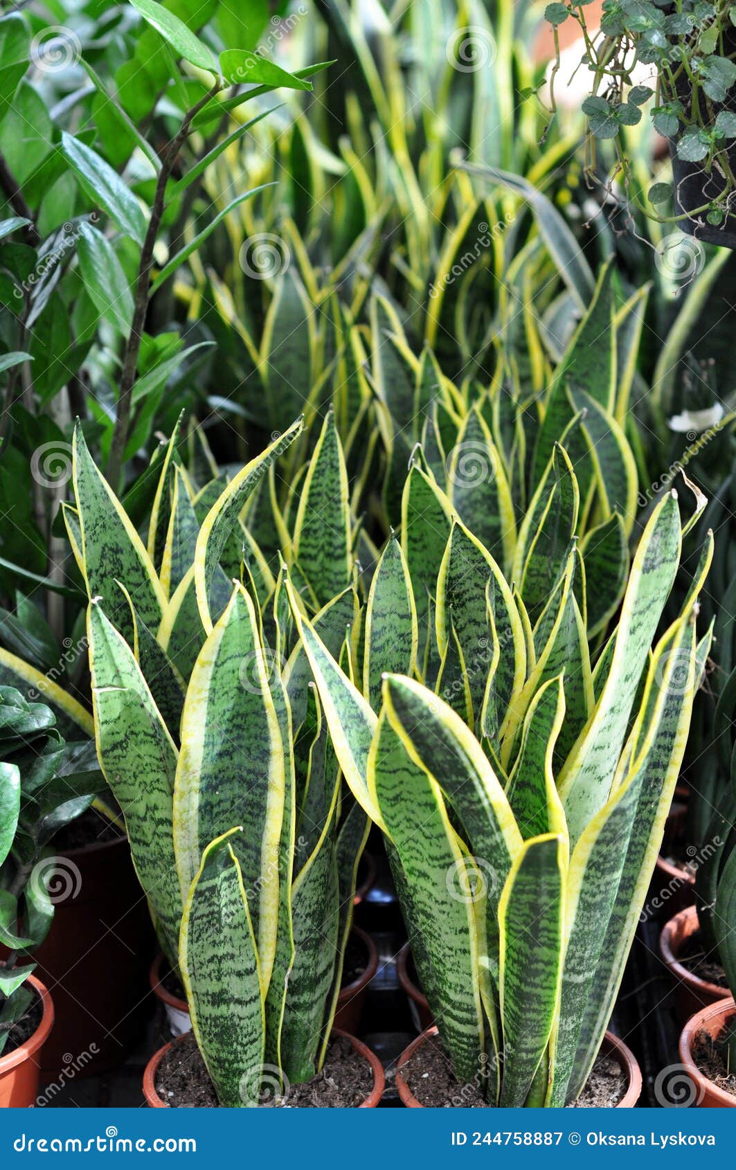 Green Succulent Plant Sansevieria. Tropical Houseplant in a Flower Shop