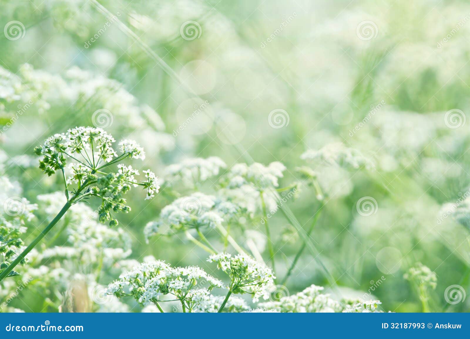 green summer meadow with queen annes lace