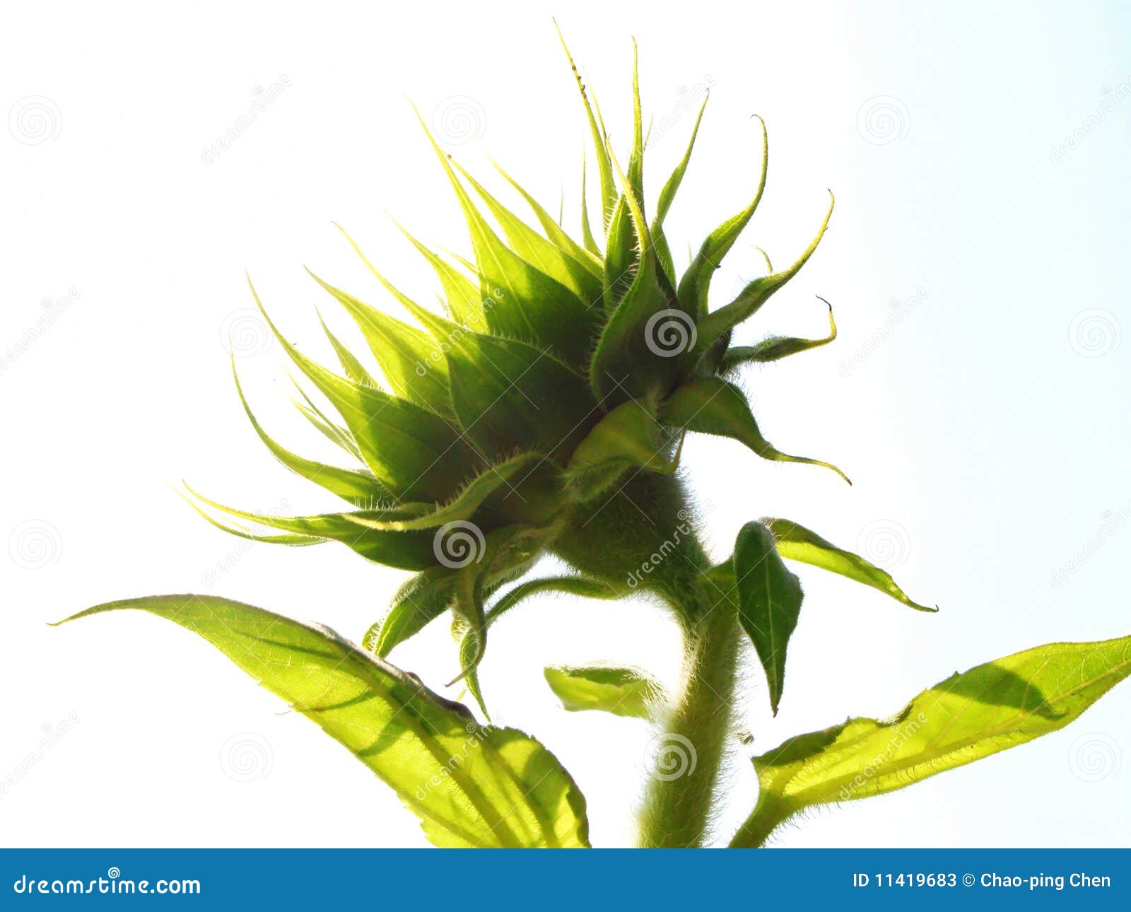 Green sunflower stock image. Image of flora, sunflower 11419683