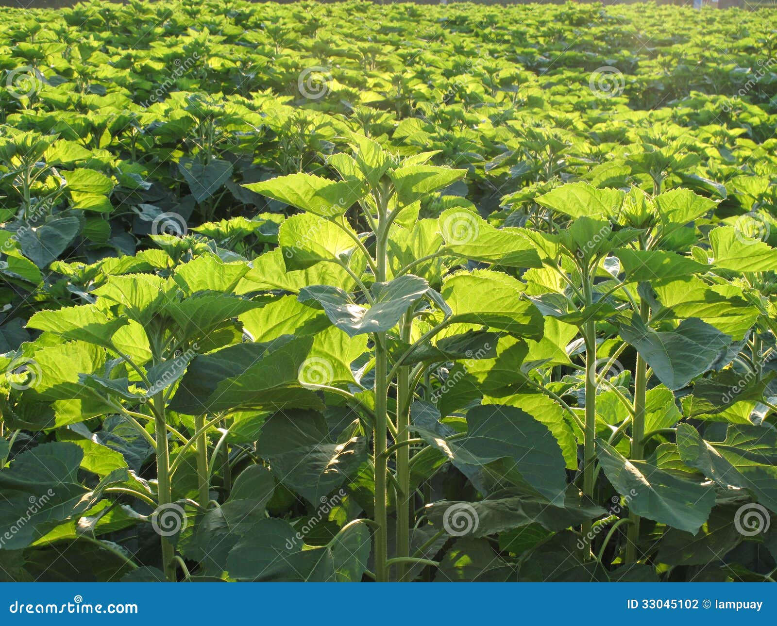 Green Sunflower Field without Flower Stock Photo Image of sprout