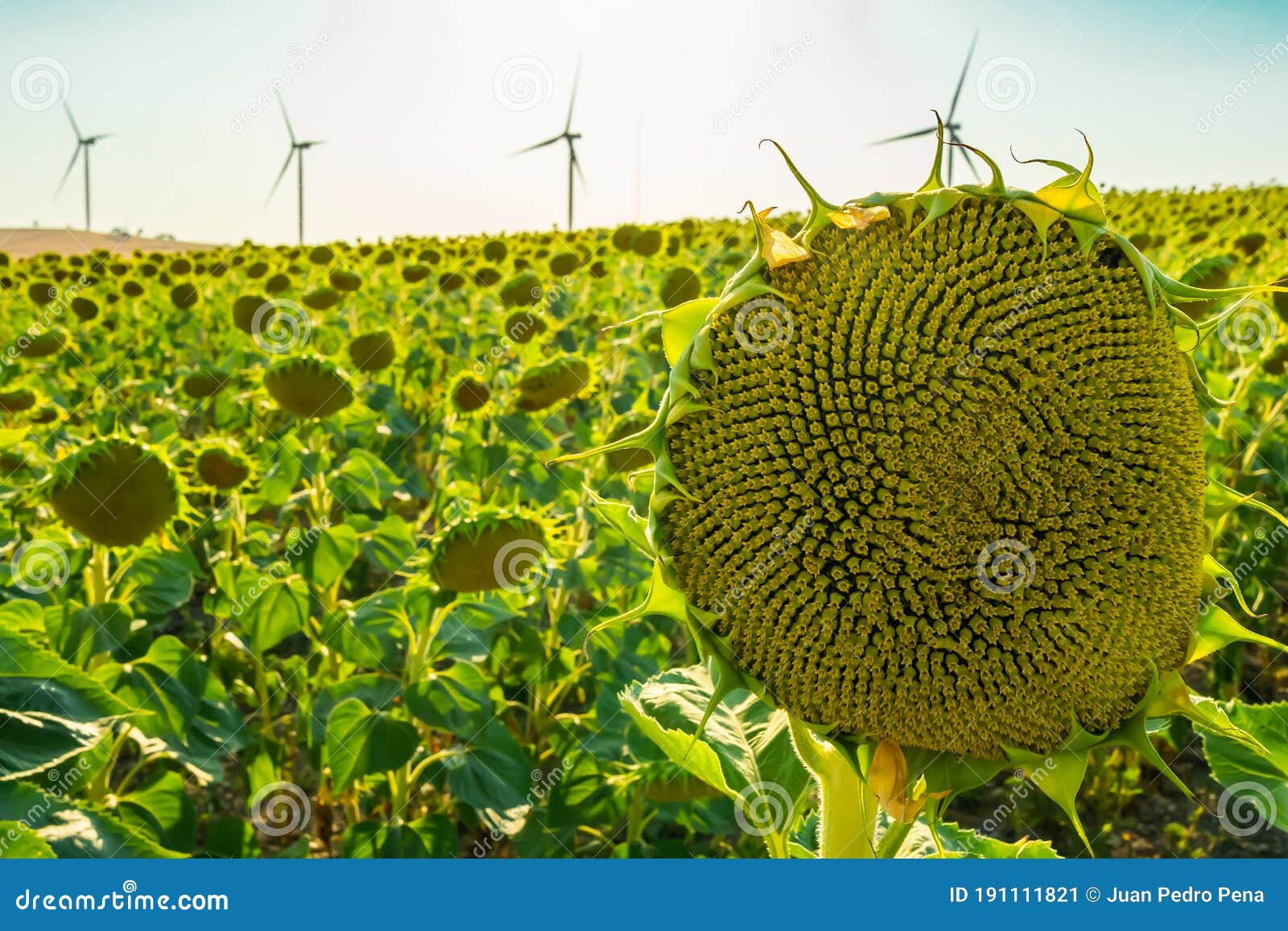 green sunflowers in a sunflower field with wind turbines or windmills