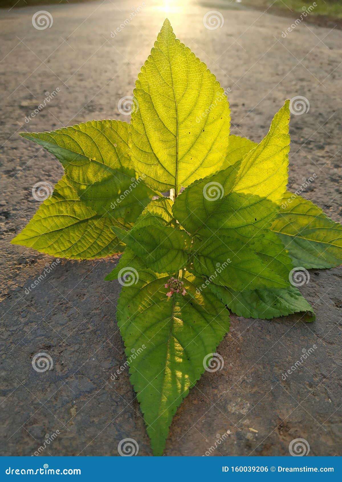 Green Sunlight Reflected Leaves Stock Photo Image of leafs, leaves