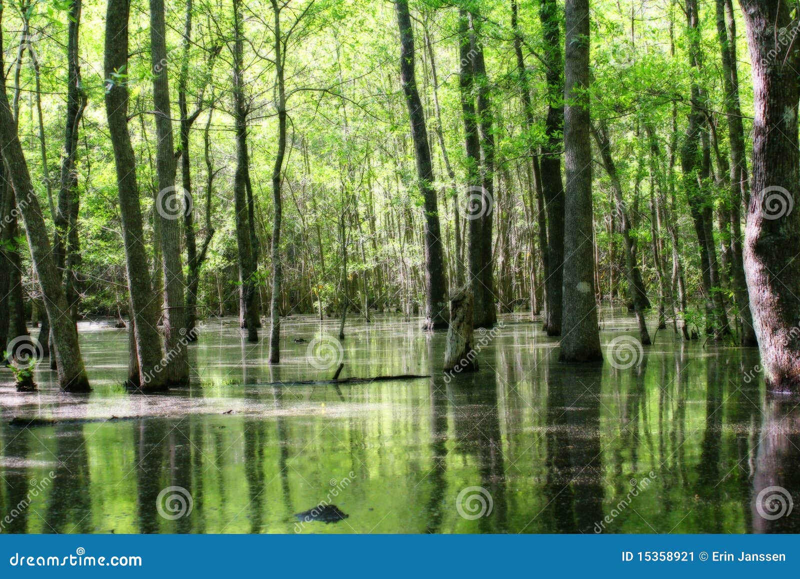 green swamp land