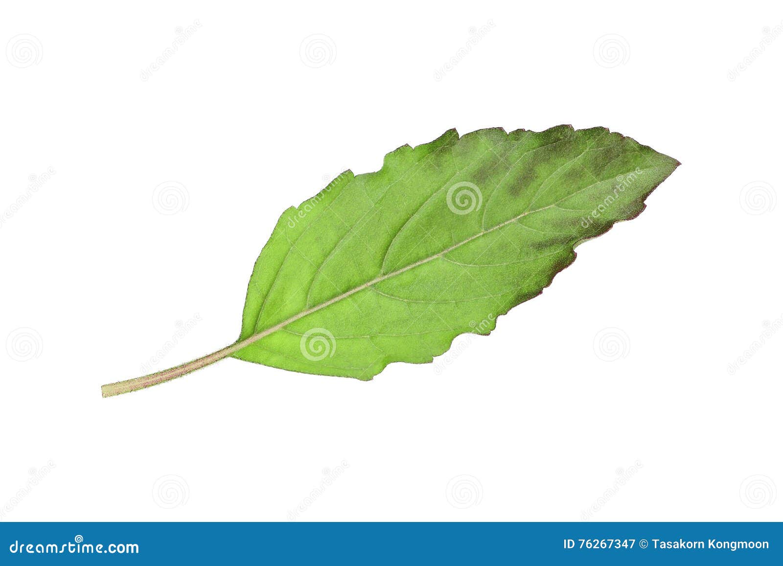 Green Sweet Basil Leaf Isolated on White Stock Image Image of candid