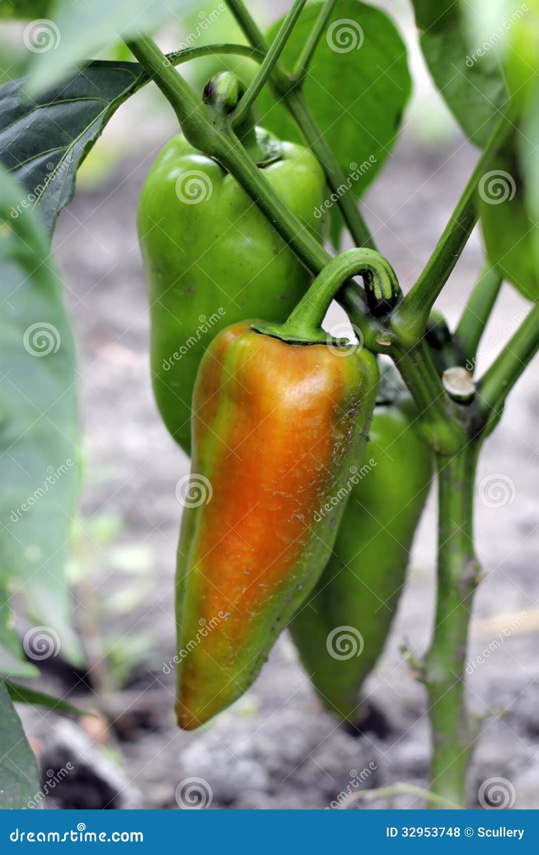 Green Sweet Pepper Growing on the Bed Stock Photo Image of pepper