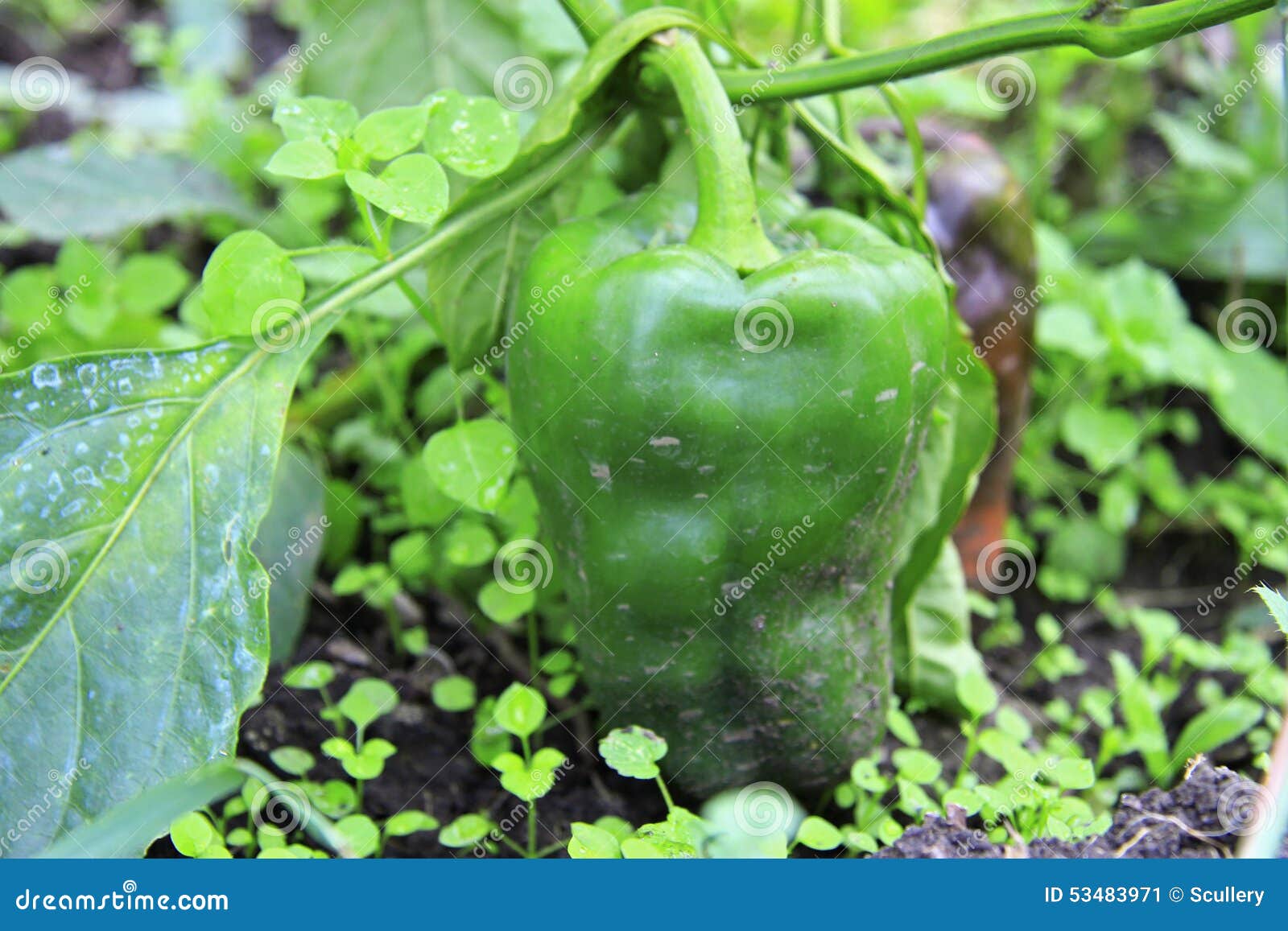 Green Sweet Pepper Growing on the Bed Stock Image Image of growing